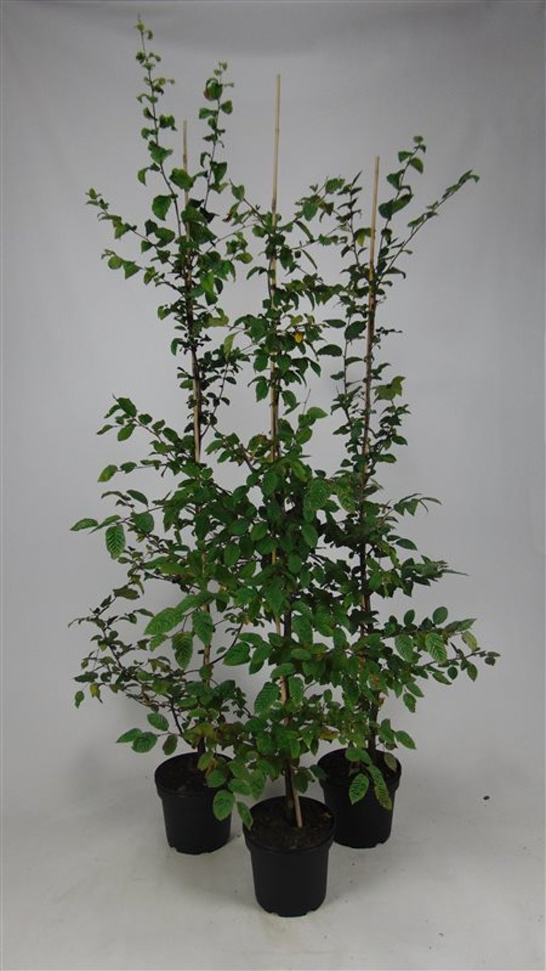 Carpinus betulus - C5 125-150 CM Stick
